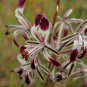 Pelargonium Auritum Geranium 10 PCS Seeds