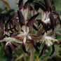 Pelargonium Auritum Geranium 10 PCS Seeds