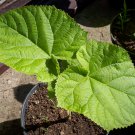 Paulownia Chinese Royal Paulownia Fast Growing Princess 1000 PCS Seeds