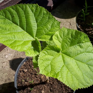 Paulownia Chinese Royal Paulownia Fast Growing Princess 1000 PCS Seeds
