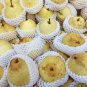 Pear Chinese White Sand Pear 5 PCS Seeds