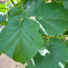 Paulownia elongata New Forest Tree 500 PCS Seeds