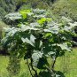 Paulownia elongata New Forest Tree 500 PCS Seeds