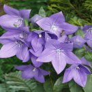 Patycodon grandiflorum Balloon Flower 50 PCS Seeds
