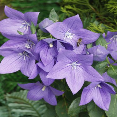 Patycodon grandiflorum Balloon Flower 50 PCS Seeds