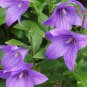 Patycodon grandiflorum Balloon Flower 50 PCS Seeds