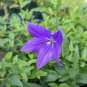 Patycodon grandiflorum Balloon Flower 50 PCS Seeds
