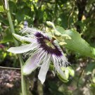 Passion Flower Purple Granadilla Passiflora Edulis 10 PCS Seeds Passion Flower Purple Granadilla Passiflora Edulis 10 PCS Seeds