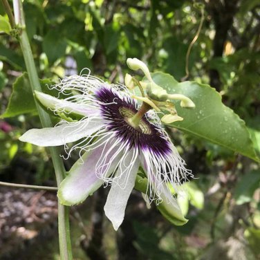 Passion Flower Purple Granadilla Passiflora Edulis 10 PCS Seeds
