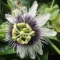 Passion Flower Purple Granadilla Passiflora Edulis 10 PCS Seeds