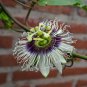 Passion Flower Purple Granadilla Passiflora Edulis 10 PCS Seeds