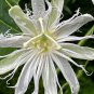 Passiflora Purely White Flower 30 PCS Seeds