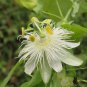Passiflora Purely White Flower 30 PCS Seeds