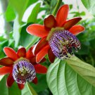 Passion Flower Bonsai Perennial Evergreen Climbing Woody Vine 20 PCS Seeds Passion Flower Bonsai Perennial Evergreen Climbing Woody Vine 20 PCS Seeds