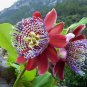 Passion Flower Bonsai Perennial Evergreen Climbing Woody Vine 20 PCS Seeds