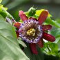 Passion Flower Bonsai Perennial Evergreen Climbing Woody Vine 20 PCS Seeds
