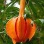 Passiflora Parritae Huge Tubular Blooming Orange-red Flower 15 PCS Seeds