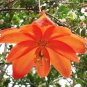 Passiflora Parritae Huge Tubular Blooming Orange-red Flower 15 PCS Seeds