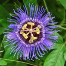 Passiflora Temptation Flower beautiful deep violet blossoms passion 30 PCS Seeds