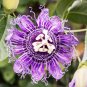 Passiflora Temptation Flower beautiful deep violet blossoms passion 30 PCS Seeds