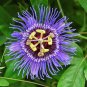 Passiflora Panama Red 30 PCS Seeds