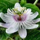 Passiflora foetida White Wild Maracuja Stinking Passionflower 20 PCS Seeds Passiflora foetida White Wild Maracuja Stinking Passionflower 20 PCS Seeds