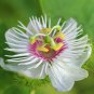 Passiflora foetida White Wild Maracuja Stinking Passionflower 20 PCS Seeds