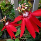 Passiflora coccinea Red Passion Flower 30 PCS Seeds Passiflora coccinea Red Passion Flower 30 PCS Seeds