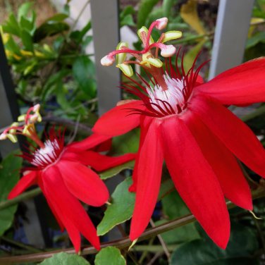 Passiflora coccinea Red Passion Flower 30 PCS Seeds