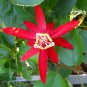 Passiflora coccinea Red Passion Flower 30 PCS Seeds