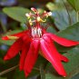Passiflora coccinea Red Passion Flower 30 PCS Seeds