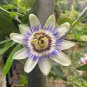 Passiflora Caerulea Passion Fruit Flowers 30 PCS Seeds