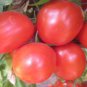 Park's Whopper CR Improved Hybrid Tomato 100 PCS Seeds