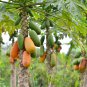Papaya Giant Long Tree Fruit 6 PCS Seeds