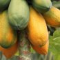 Papaya Giant Long Tree Fruit 6 PCS Seeds