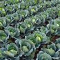 Park's All-Purpose Blend Cabbage 150 PCS Seeds