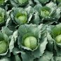 Park's All-Purpose Blend Cabbage 150 PCS Seeds