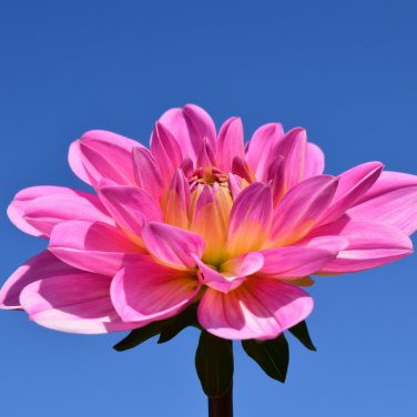 Park Princess' Pink Spider Dahlia Pinnata Flower 20 PCS Seeds