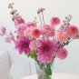 Park Princess' Pink Spider Dahlia Pinnata Flower 20 PCS Seeds