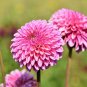 Park Princess' Pink Spider Dahlia Pinnata Flower 20 PCS Seeds