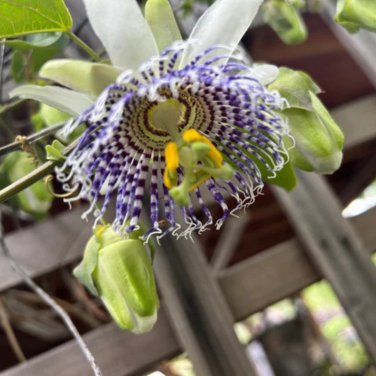 Passiflora actinia Flower 30 PCS Seeds