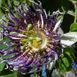 Passiflora actinia Flower 30 PCS Seeds