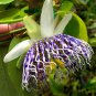 Passiflora actinia Flower 30 PCS Seeds