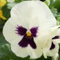 Pansy Swiss White Black Flowers 50 PCS Seeds