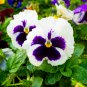 Pansy Swiss White Black Flowers 50 PCS Seeds
