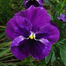 Pansy Swiss Violet Flowers 30 PCS Seeds