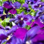 Pansy Swiss Violet Flowers 30 PCS Seeds