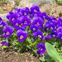 Pansy Swiss Violet Flowers 30 PCS Seeds