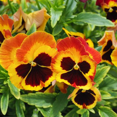 Pansy Red Black Petals with Yellow Eye Flowers 30 PCS Seeds