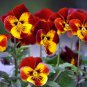 Pansy Red Black Petals with Yellow Eye Flowers 30 PCS Seeds
